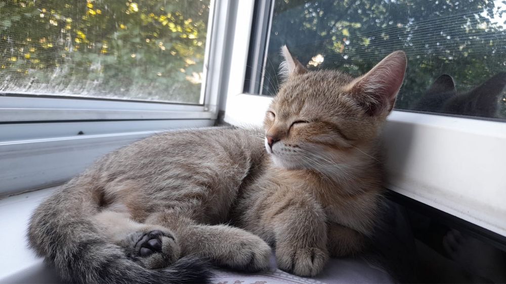 Продам котят британские веслоухих
