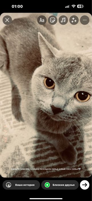 Срочно продам кот