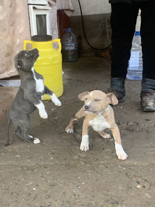 Продаю щинков пидбулей