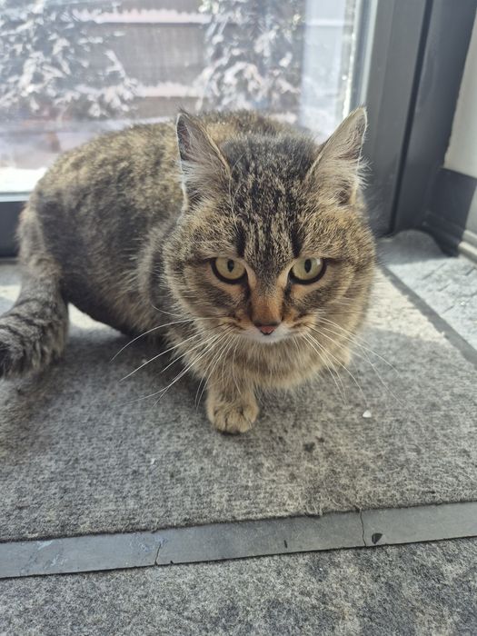 Кошка отдам даром