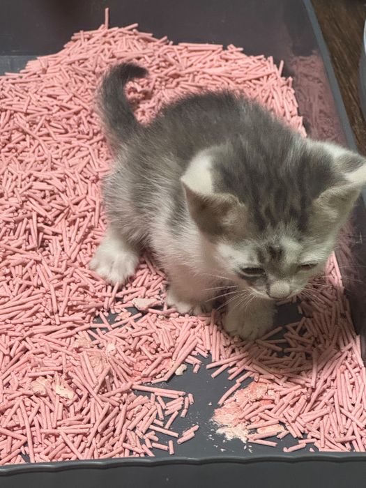 Отдам котят, возраст 1,5 мес