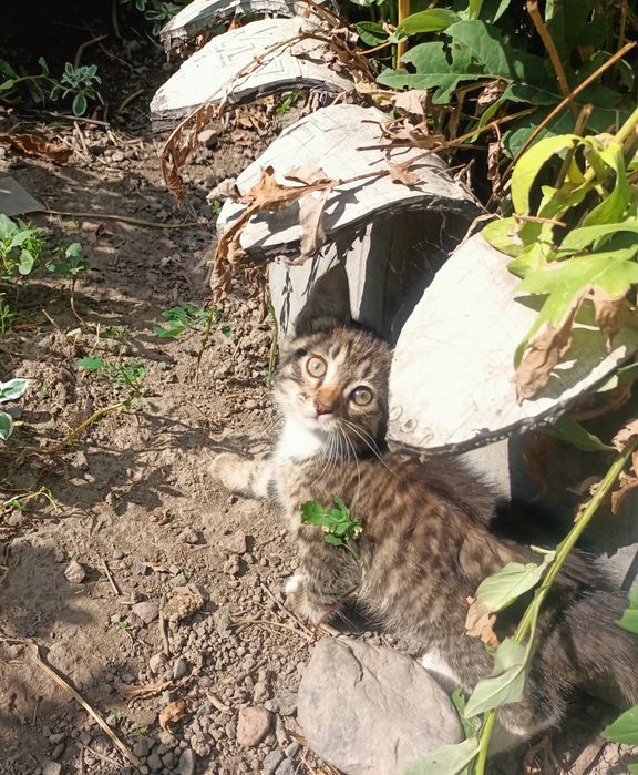 Отдам котиков в добрые