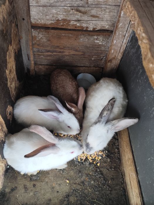 Vând iepuri de 2 luni jumate și de 3 luni