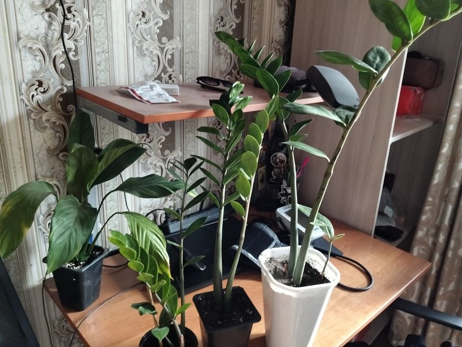 Продам долларовые деревья ( замиокулькас)
