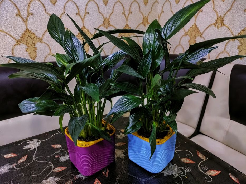 Красивые растения . Доставка