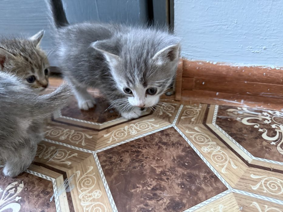Отдам котиков в добрые руки