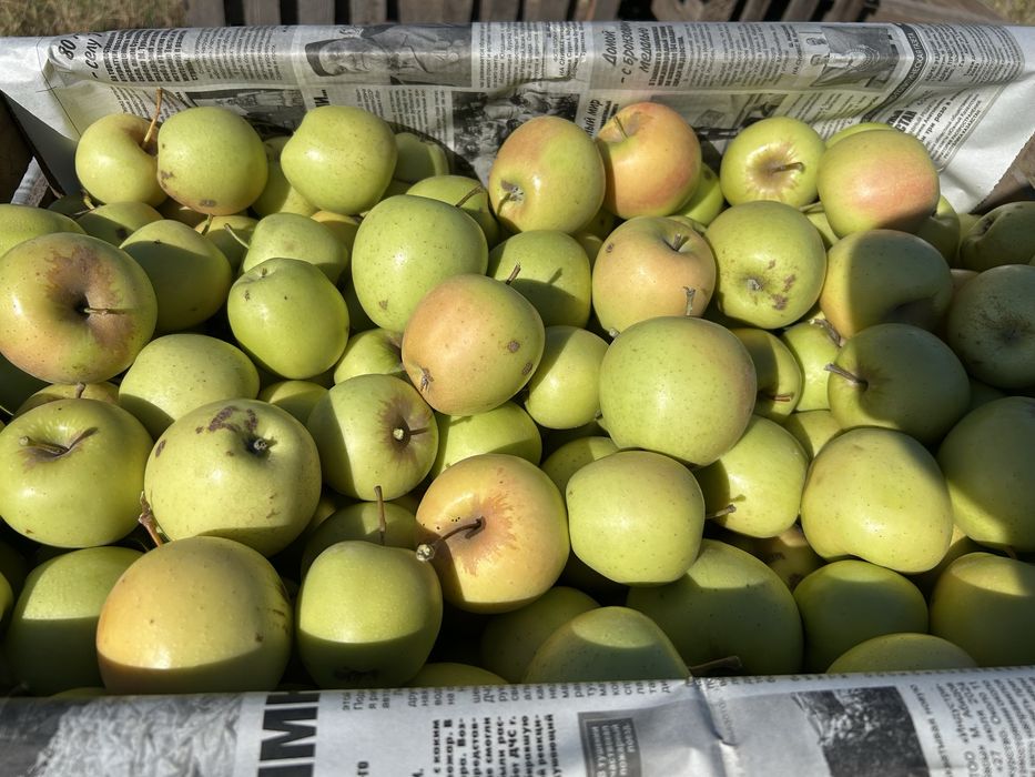 Продам яблоки второй сорт