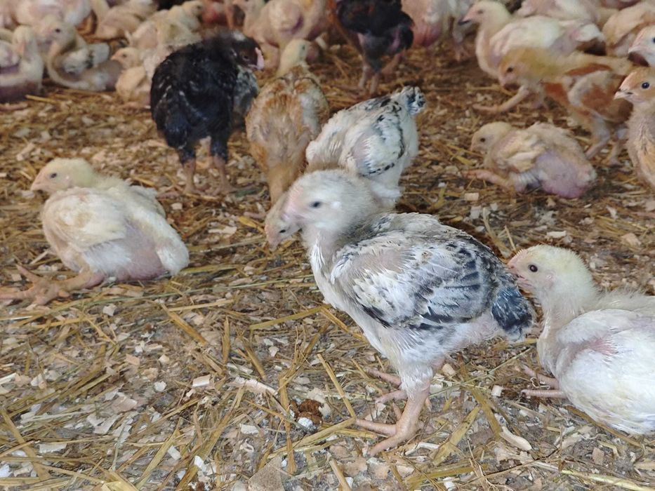 PUI DE CARNE ȘI RASA MIXTĂ DE VÂNZARE – gospodărie proprie