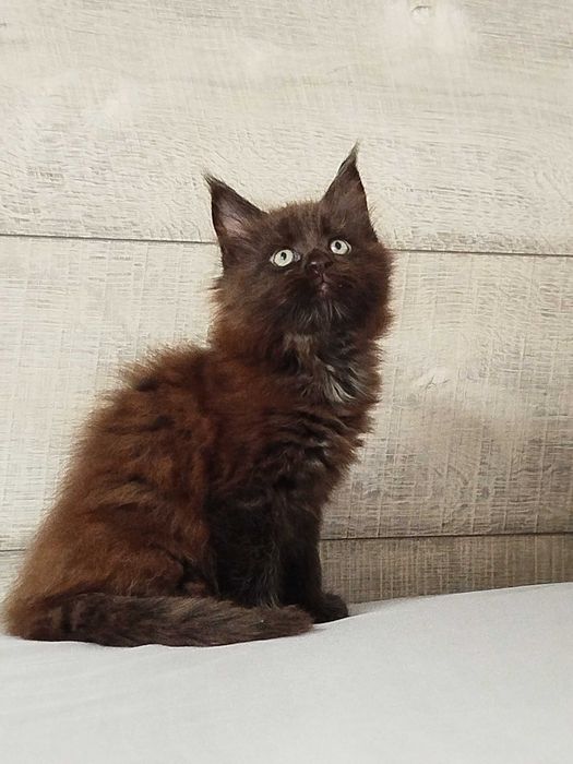 Сладки котенца-Мейн Куун