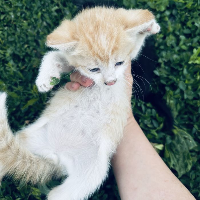 Котята бесплатно