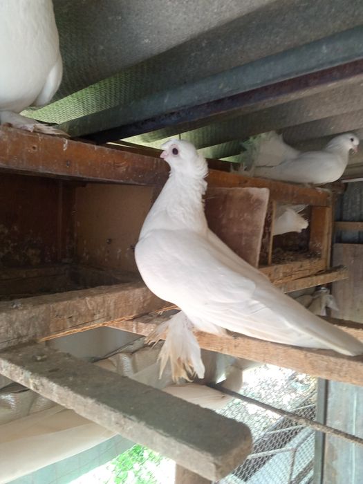 Продаётся пара белых двухчубые, валерные