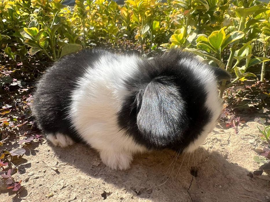 Karlik quyoncha zotdor