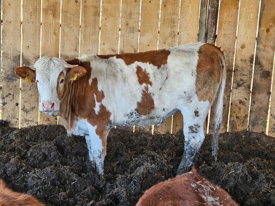 2 juninci de vanzare