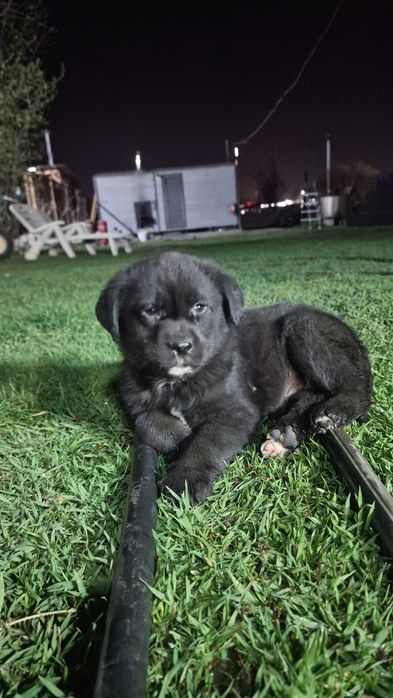 Лабрадорчик кобель