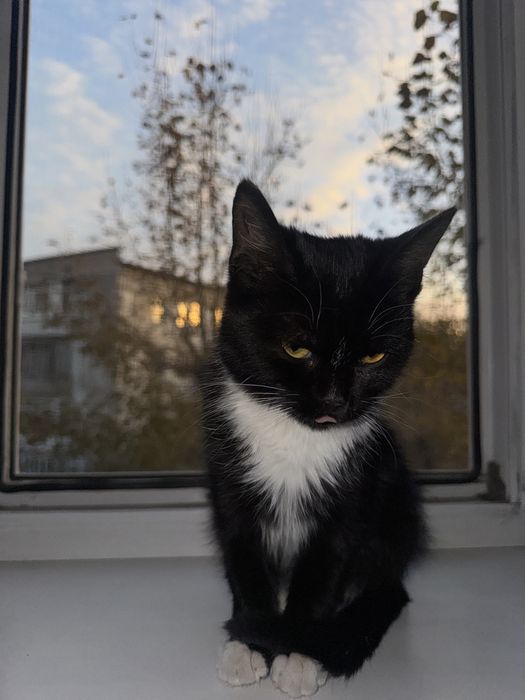 Котенок бесплатно