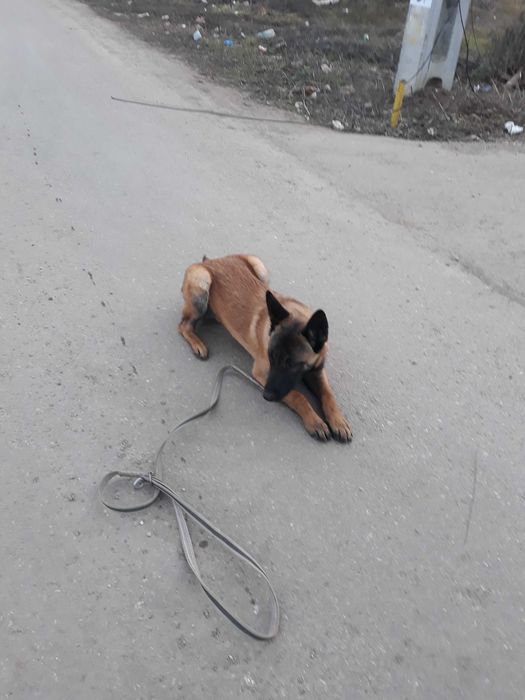 servicii de dresaj si pensiune canina