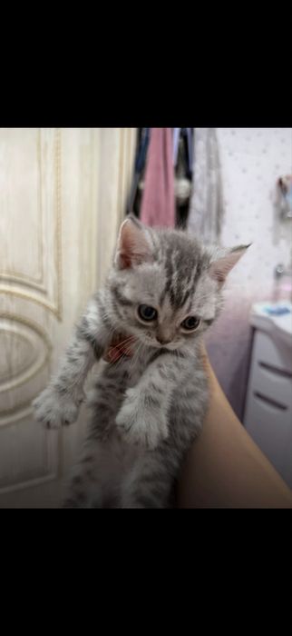 кошка породистая продам