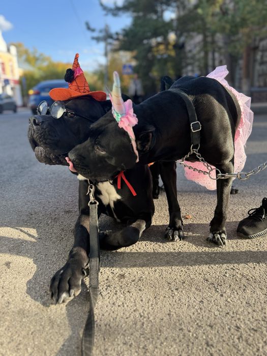 Щенки кане корсо cane corso