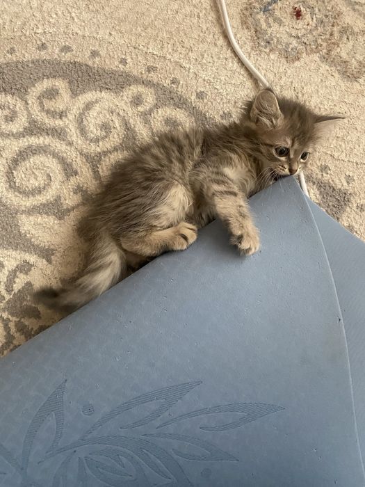 Эротикалық чаттардағы мысықтар