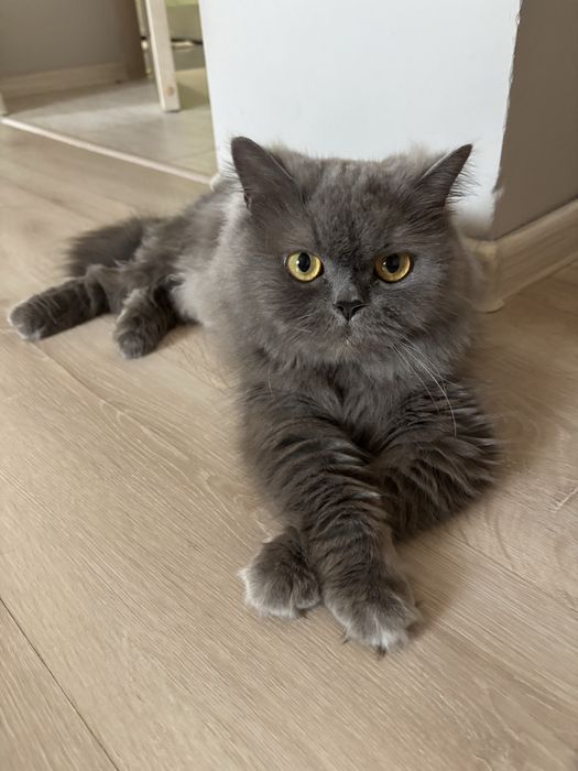 Ищем кота на вязку