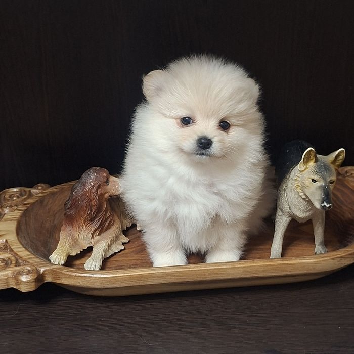 Очаровательные пушистики