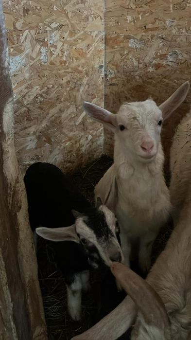 Козлята заанен/англонубийские мальчики