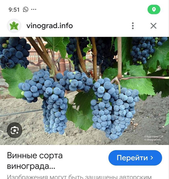 Продам саженец винного винограда