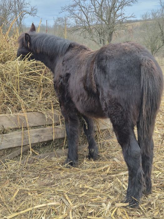 De vanzare manz 7 luni