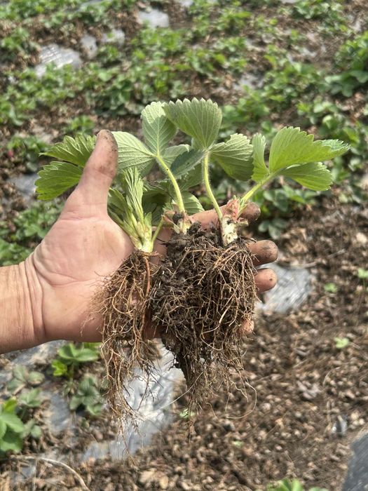 Stoloni capsuni, soiul vibrant