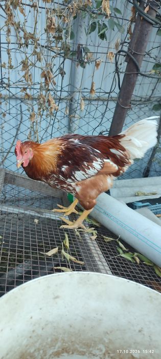 Продам петушков недорого