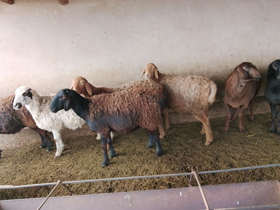 30 Тұсақтар сатылады буаз бәрі таза гиссар қойлар алды туып бастады