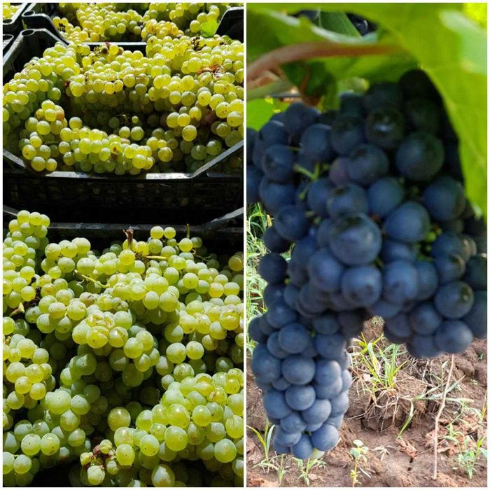 Struguri de vin albi si rosii