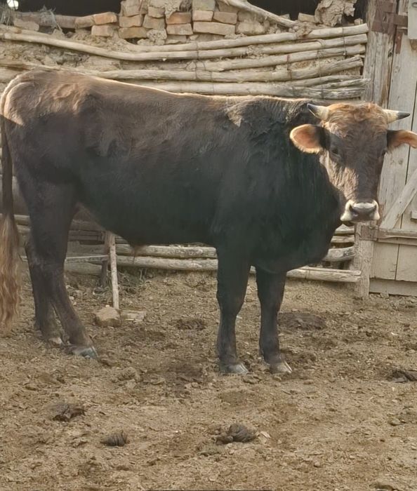 Бұқа 2 жарым жасар