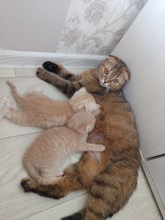 Продам котят Скоттиш - фолд