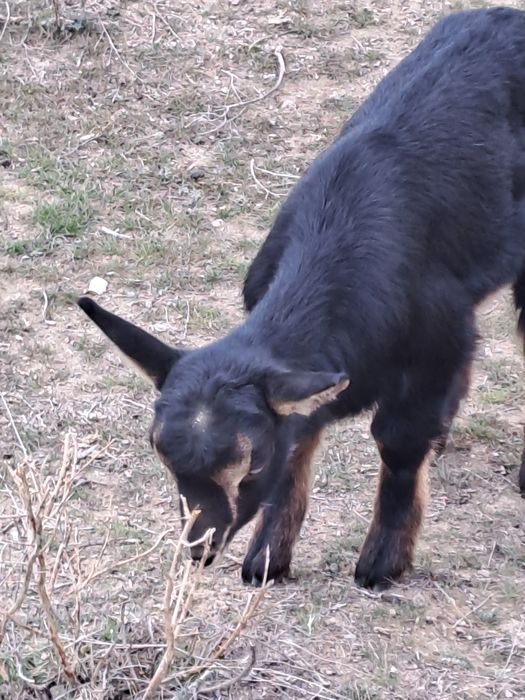 Козлята молочной породы.