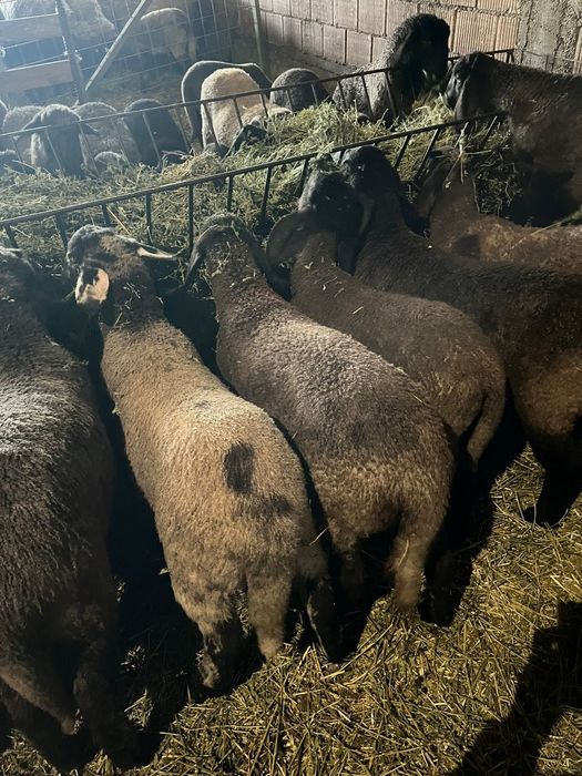 Miei birci de vanzare