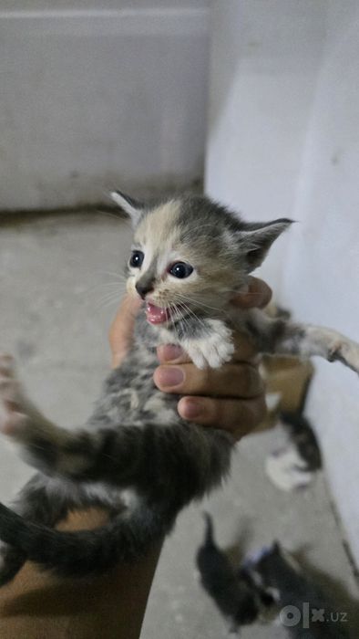 Котята 1 месяц бесплатно