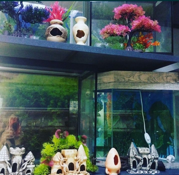 Рыбки в Афалине.АльФараби Навои