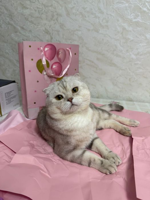 Кот ищет кошку для вязки