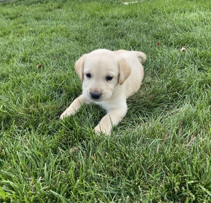 Labrador Retriver