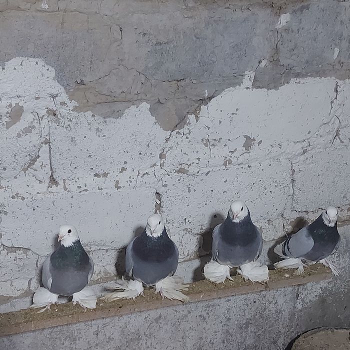 Маздок 3 пара гатовый