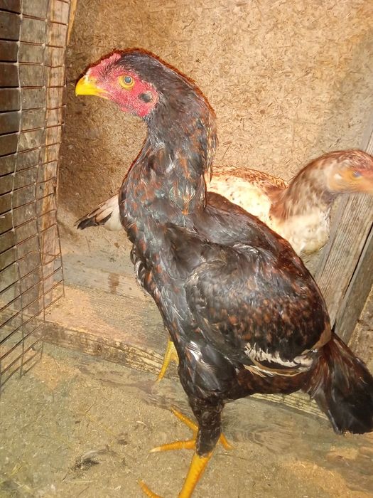 Продам петушка дакан