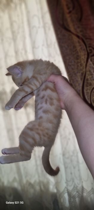 Продаю котёнка (3 месяцев)
