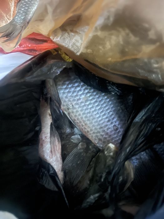 Продаю карасей замороженные