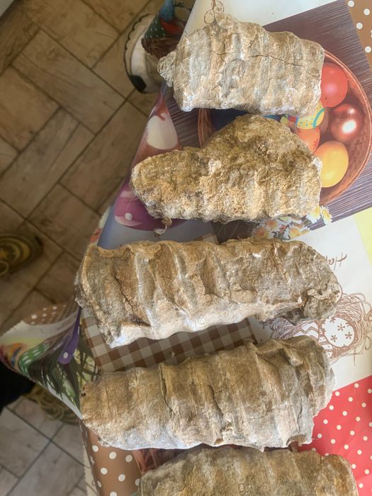 Древни редки фосили