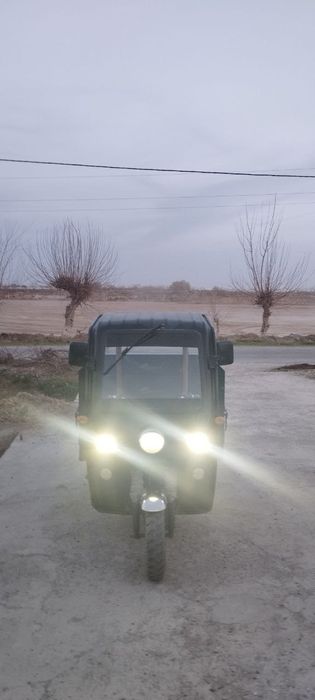 Drongo electron muravey