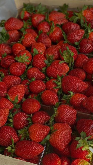 Клубника свежая розница и опт