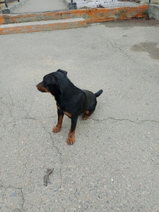 Ягдтерьер, рабочий