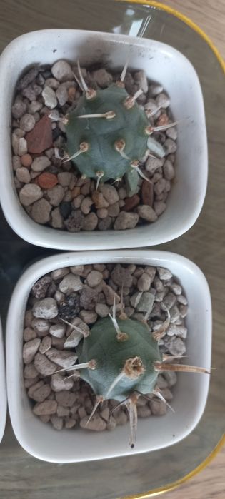 Продам тефрокактус.