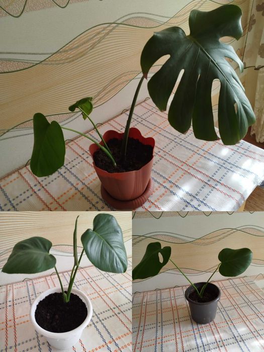 Продам монстеру, хорошо растёт.
